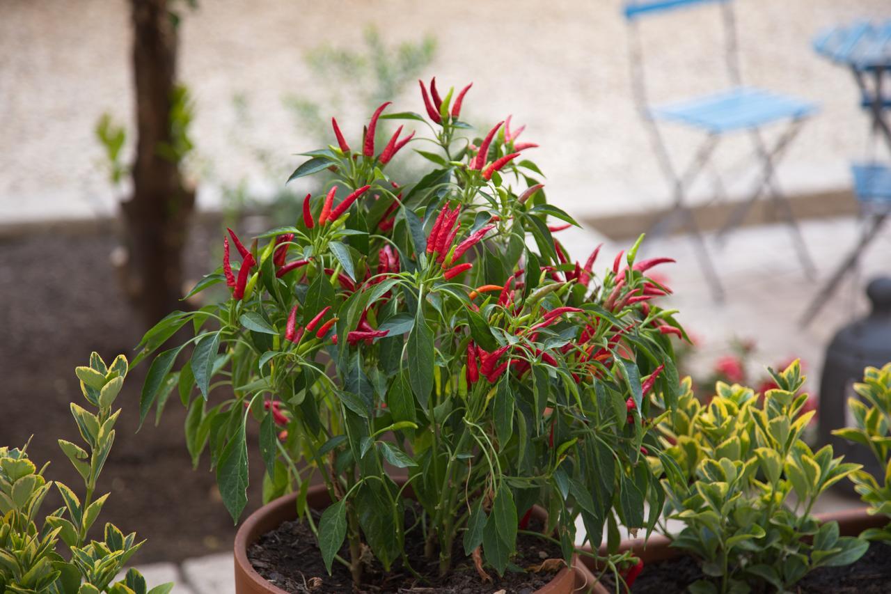 Bed and breakfast Borgo Vergini Garden
